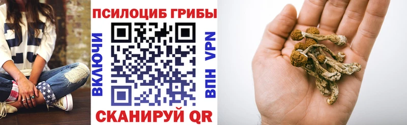 Купить закладки  Медынь  Псилоцибиновые грибы GOLDEN TEACHER 